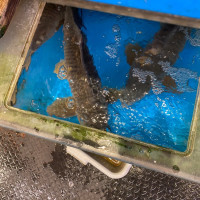 Photo 1 of Sea Land Seafood & Meat Market