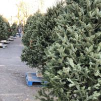 Photo 2 of Gerardi's Farmer Market & Nursery