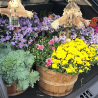 Photo 3 of Gerardi's Farmer Market & Nursery