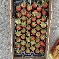 Photo 3 of Forsyth Produce Market