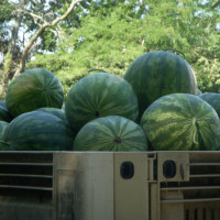 Photo 2 of United Brothers Fruit Markets